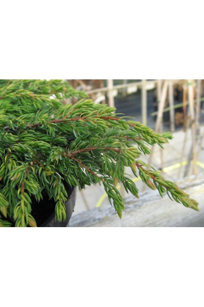 Ялівець звичайний Голдшатц на штамбі листя